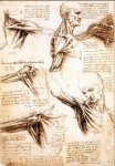 列奥纳多达芬奇解剖素描作品