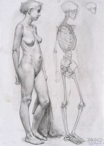 女人体侧面结构图片