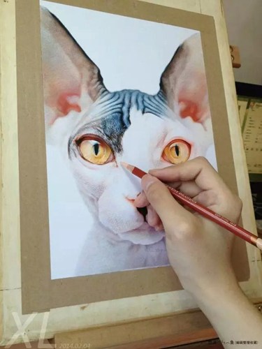 孟祥磊用彩色铅画猫和狗