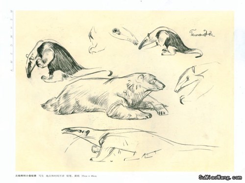 素描动物:北极熊和食蚁兽