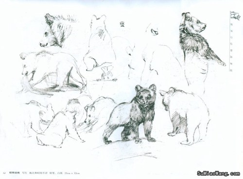 动物素描棕熊熊宝宝