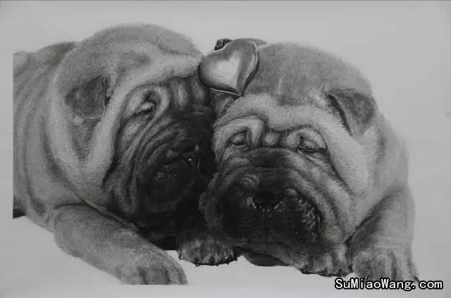 动物素描:牛头犬手绘铅笔画