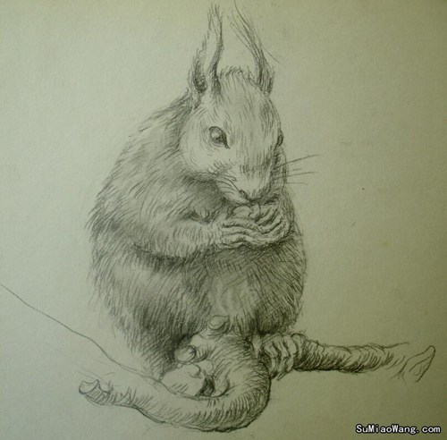 松鼠素描图片手绘松鼠素描