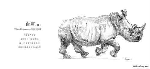 钢笔素描画：奔跑的犀牛（白犀）