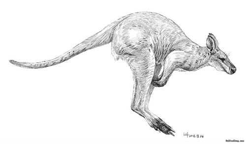 钢笔动物素描画：短鼻大袋鼠 最大的袋鼠
