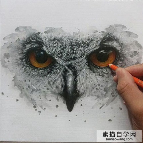 猫头鹰眼睛彩铅手绘