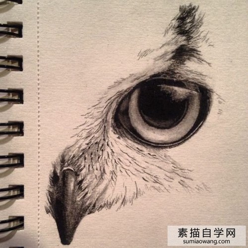 猫头鹰眼睛素描