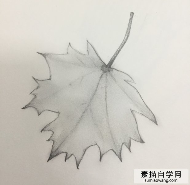 素描枫叶