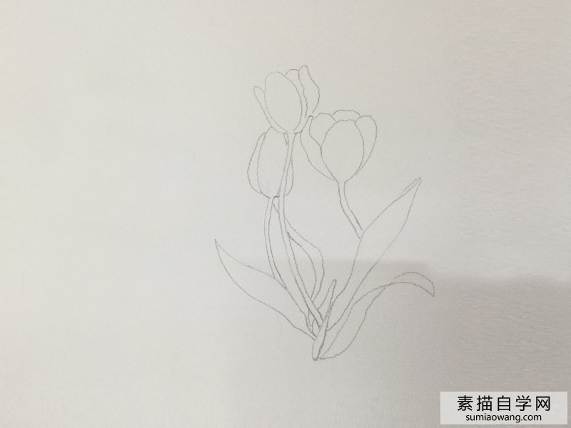 花卉素描稿