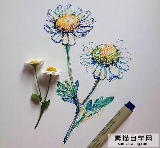 花朵素描手绘