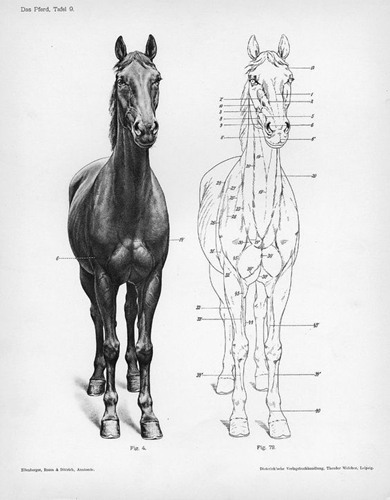 马正面素描与分析图