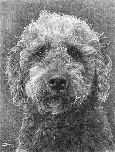 泰迪 贵宾犬素描画 可爱卷毛狗狗素描手绘作品