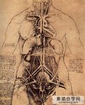 达芬奇人体局部解剖素描