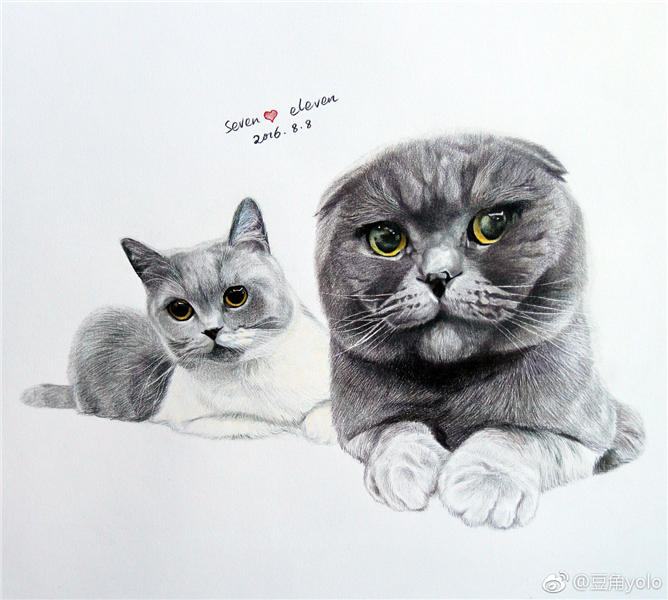 两只可爱猫的铅笔素描非常精致真实。