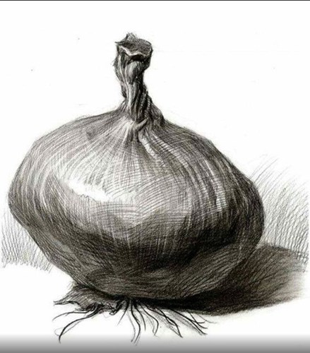 洋葱素描图片 美术作品
