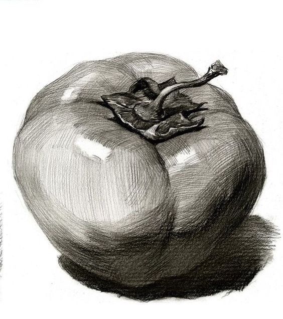 番茄素描图片 美术作品