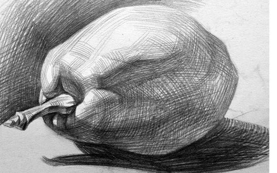 梨素描图片 美术作品