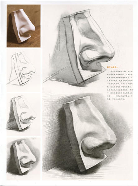 石膏鼻草图绘制步骤