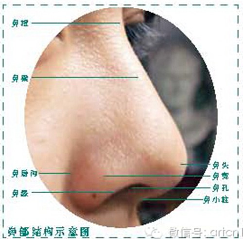  鼻部的结构