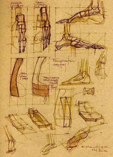 绝版人体解剖学系列素描手稿