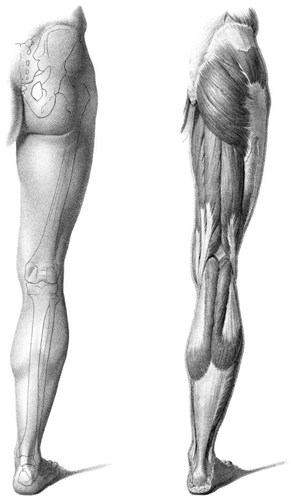 人体腿部肌肉与骨骼素描关系图