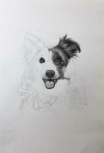 狗狗素描课程可爱狗狗艺术作品
