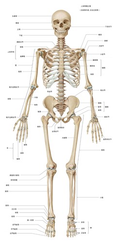 人体骨骼正面名称高清图片