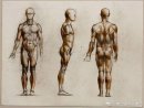 学习人体素描前应先看人体结构和肌肉的材料