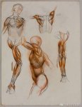 学习人体素描前应先看人体结构和肌肉的材料