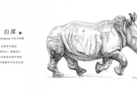 钢笔素描:奔跑的犀牛(白犀)