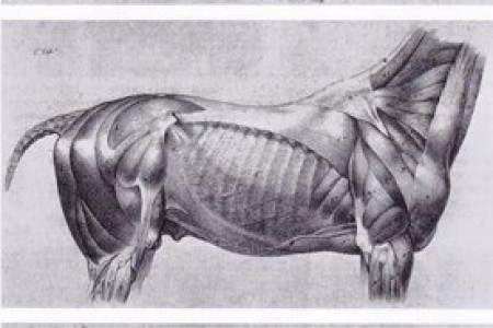 草图数据:马结构和解剖学的知识点